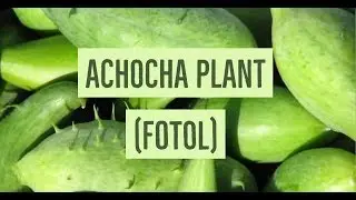 Unlocking the Secrets of the Achocha Plant
