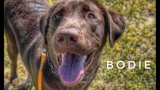 11mo Chocolate Lab (Bodie) | 1 Week Board & Train | Best Dog Trainers in Florida 