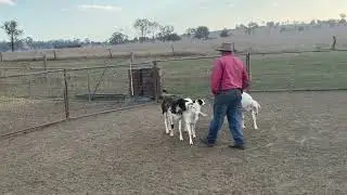 2025 SPRING Australian Working Stock Dog Auction - LOT 313 WILDERNESS DONNA