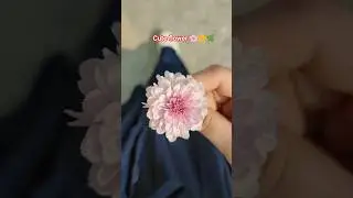 cute beautiful flowers 🌼🌺💫💥 #shots #yt #music #song #love