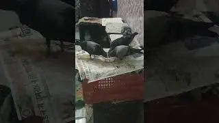 pigeon baby take food #pigeon#pet #ytshort