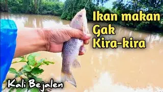 SIKAAT...IKAN MULAI KELAPARAN//Mancing Wader ijo KALI BEJALEN//Mbah Omi Fishing.