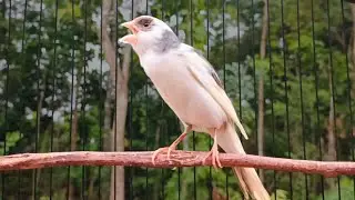 Muito bom Canário Belga  para o seu mestre canário HD - SIGNATURE CANARY
