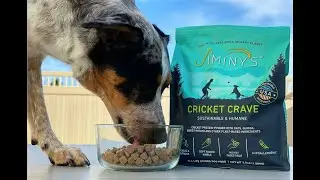 Talking About Cricket Crave Dog Food!