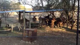 ANATOLIAN SHEPHERD/KANGAL DOG PROTECTING NYALA ANTELOPE IN SOUTH AFRICA