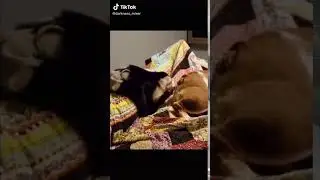 MONKEY SNIFFING A PUPPY'S BUTT TIKTOK LMAO