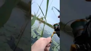 Pike fishing#shorts #fishing #fishinglife #fish#bigfish #pike ##fyp