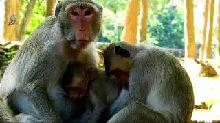 baby monkey screaming for milk