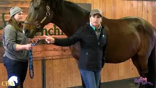 Holding the Horse for the Vet or Farrier with Julie Goodnight