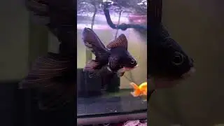 Majestic Panda Oranda! 😍🖤  #pandaoranda #goldfish #oranda