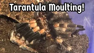 Tarantula Moulting - What Happens/What To Do When Your Spider Moults | Spooderpods