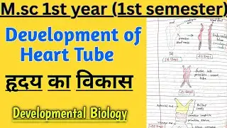 Development of Heart in Human Embryo| Cardiac Development Explaine Step by Step| Embryology in Hindi