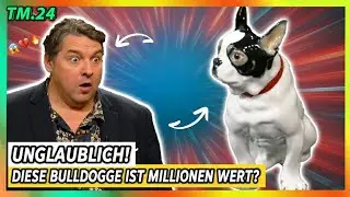 Dresdner bringt Bulldogge aus Meissen zu &bdquo;Bares f&uuml;r Rares&ldquo; &ndash; und erlebt eine leise &Uuml;berraschung