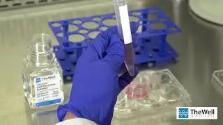 HEK293 3D Suspension Cell Harvesting
