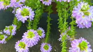 Scaevola aemula / Fairy Fan Flower / beautiful natural flowers / @Thenaturalflowersofamerica 