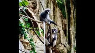 Monkeying Around, Prachuap Thailand