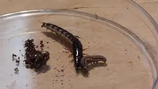 5 ap buc mastig carabidae larva