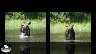 Where to See Moose in Maine
