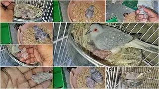 Diamond Dove Hatching Eggs || Dove Breeding Progress || Diamond Dove Care