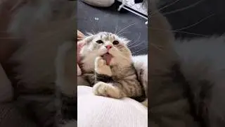 Как же смешно он играется😃 #kitten #cats #cat #котики #fannyvideo
