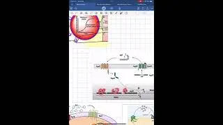 Sistema Agr/AIP y control de quorum en Staphylococcus