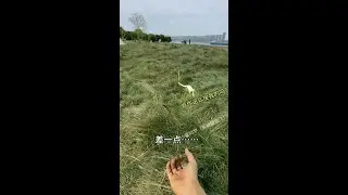 Cute Pet's Confusing Behavior # Sugar Glider Training # Player Sugar Glider