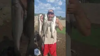 3 levrek 😊 #levrek #at&ccedil;ek #fishing #lrf #fish #spinning