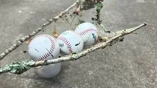 Joro Spiders web strength