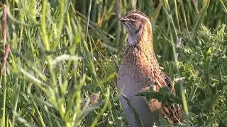 Rian quail Vs common quail | Who has the best voice?