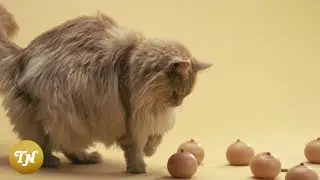 De Jeugd Van Tegenwoordig - Let The Tits Out