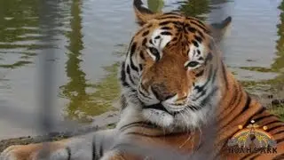 Noah's Ark Zoo Farm Promotional Video