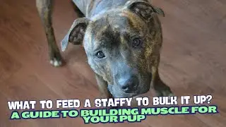 What to Feed a Staffy to Bulk It Up?🐶
