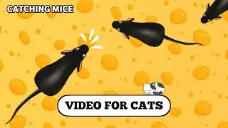 Cat Games &bull; Catching Mice !! Videos For Cats &bull; Cats and Dogs