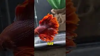 Fish Tank Video About King Rosetail Betta Fish With a Striking Red Color
