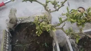 25 days of green chilli plant in my mother garden