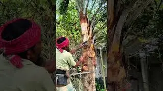 Charging the Date Palm Tree for Sweet Sap 🌴🍯
