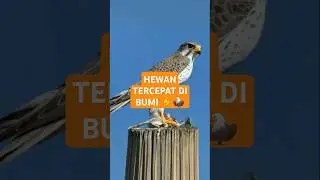 PEREGRIN FALCON King of speed in the air  ⛰️🦅#kingofbirds #fastanimals