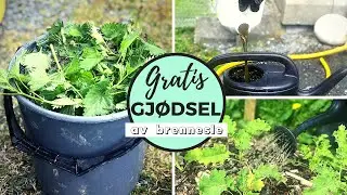 HVORDAN LAGE ØKOLOGISK GJØDSEL TIL DIN KJØKKENHAGE? 🌱Gjødselvann av brennesle | Oppskrift neslevann
