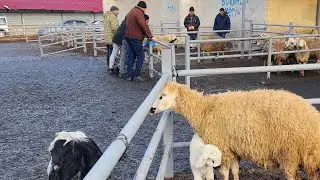 KİRŞEHİR HAYVAN PAZARI