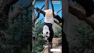 Funny Panda, Part 1 #panda #funnyanimal #cutepanda #funnypanda #adorablepanda #pandalove #pandalover