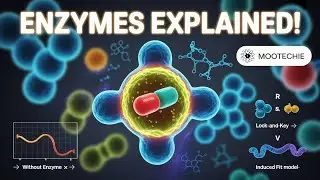 Enzymes Explained: Structure, Function, Mechanism & Models | MooTechie