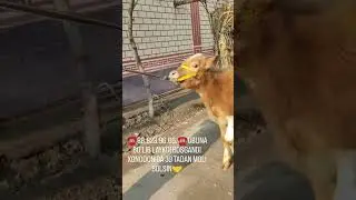 OBUNA BO'LGANDI XONODONI MOLGA TO'LA BO'LSIN 🤲