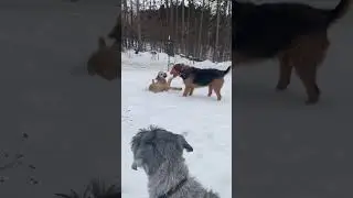Dog play | Rough & tumble play Pistol and Higgins