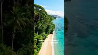 Daintree Rainforest: This forest is OLDER than dinosaurs 🦖#facts #viral #shorts #wildlife