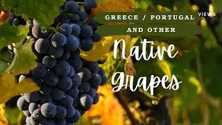 Exploring Native Grapes &ndash; A Taste of Greece and Beyond