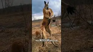 Why Do Kangaroos Flex Their Muscles?#shorts