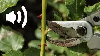 pruning shears sound