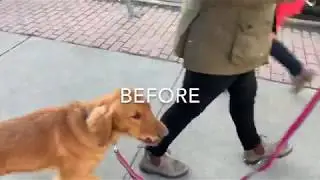 Inside Look: Before & After Leash and Walk Training - Golden Retriever