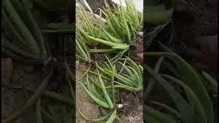 Aloe vera Repotting 🌱