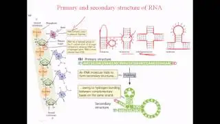 Secondary structure of RNA